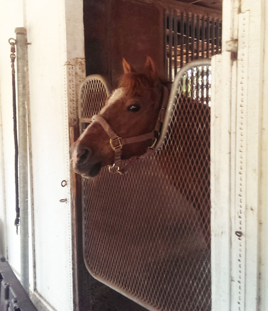 Barn In/Out Stall & Playgirl