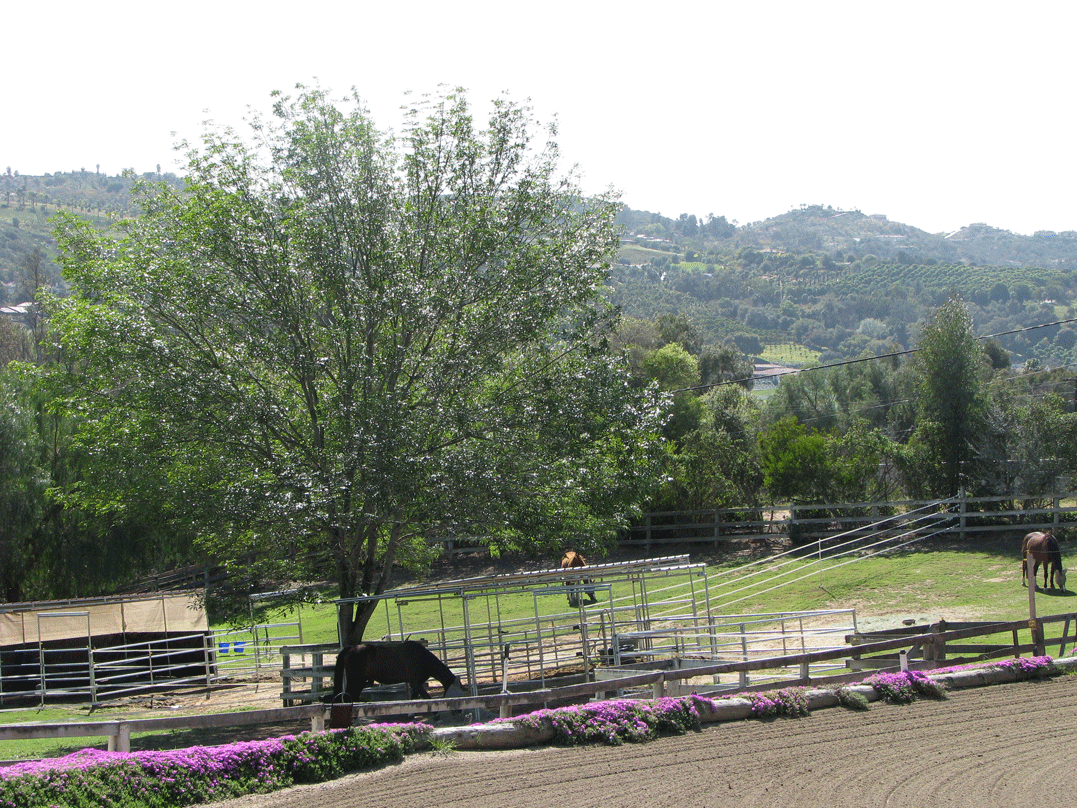West Pastures