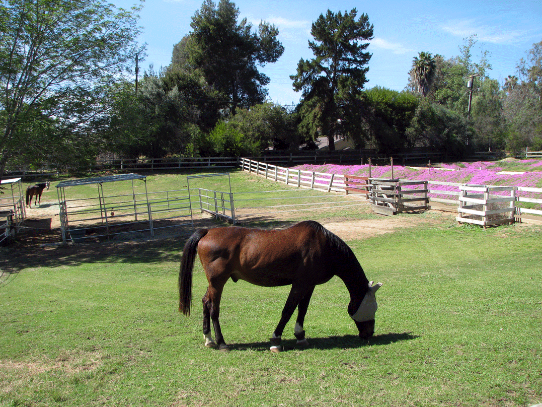 West Pastures