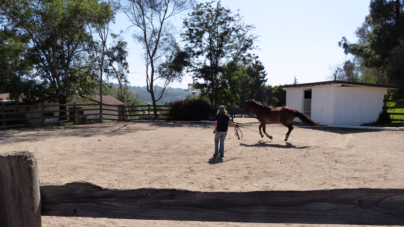 Lunging Arena