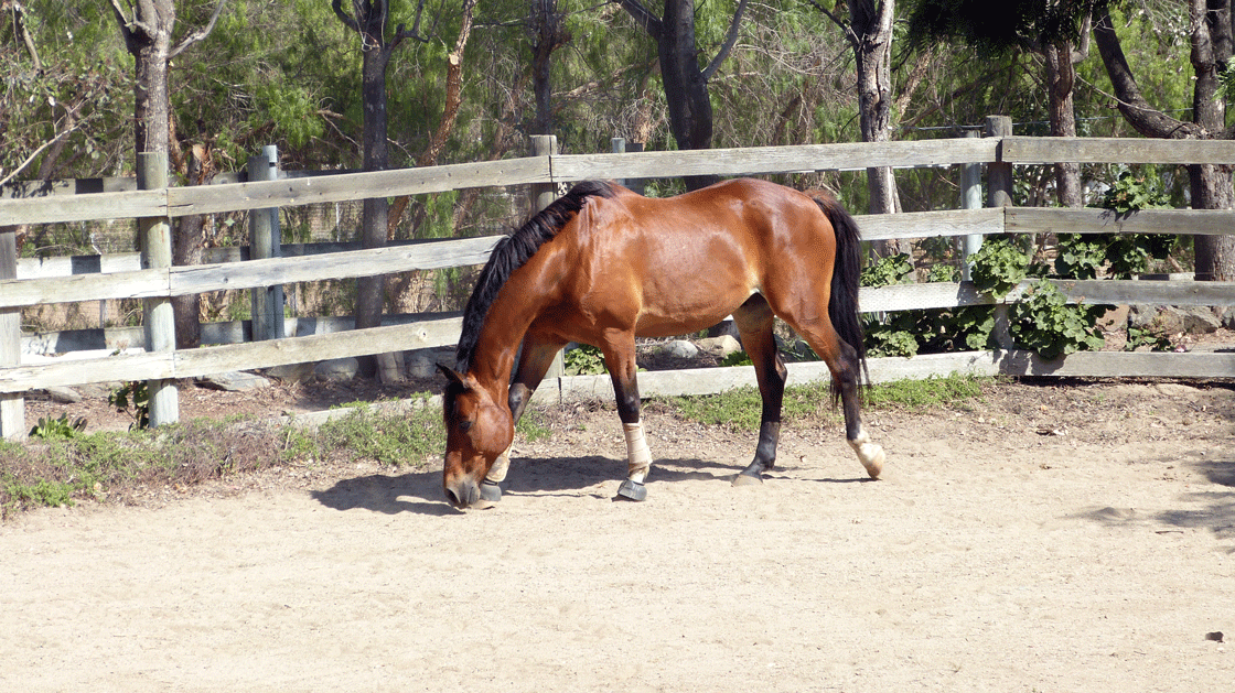 Lunging Arena