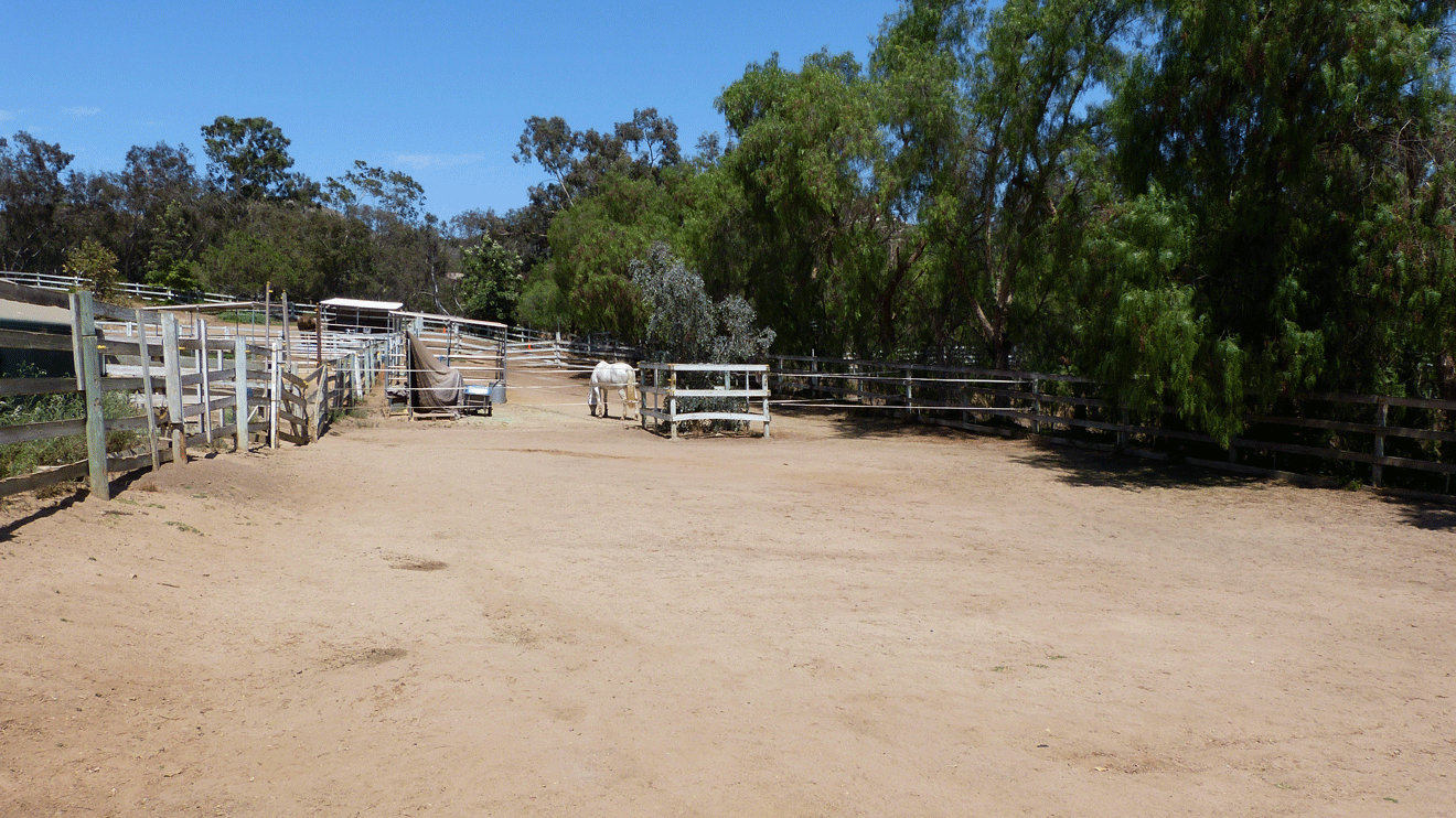 East Pasture with Shade Trees