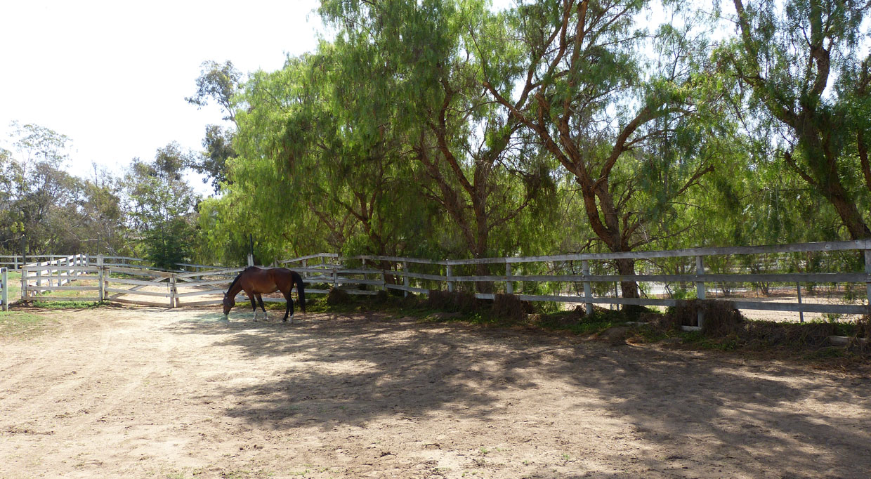 East Pasture with Shade Trees