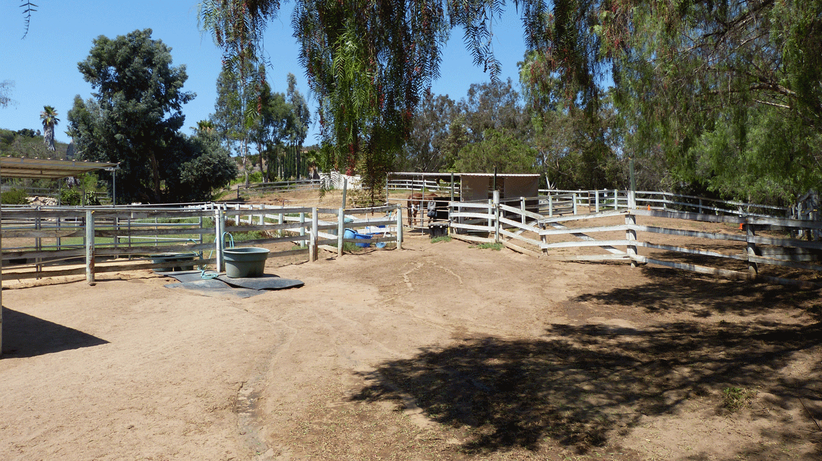 East Pasture with Shade Trees
